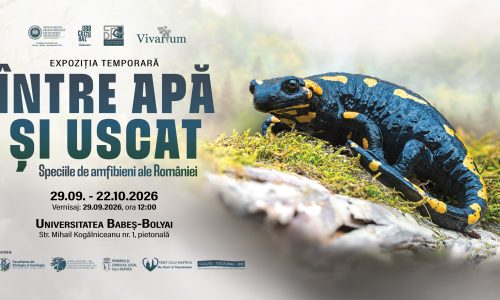 Afișul expoziției „Între apă și uscat. Speciile de amfibieni ale României”, ilustrat cu o salamandră neagră cu pete galbene într-un habitat natural.